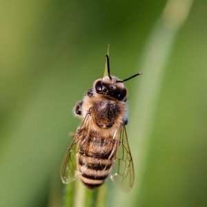 Bee Wings