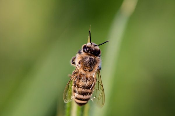 Bee Wings