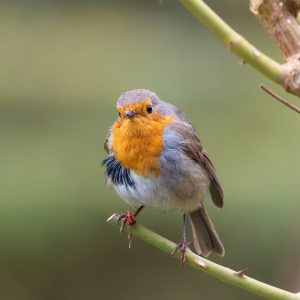 European Robin
