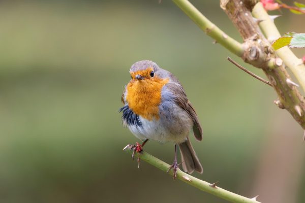 European Robin