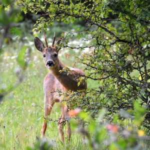 Roe Deer