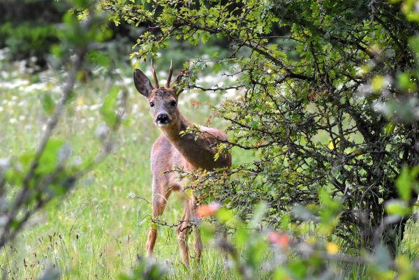 Roe Deer