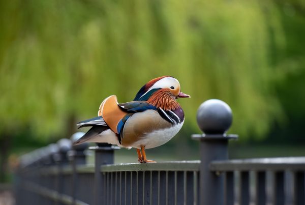 Mandarin Duck